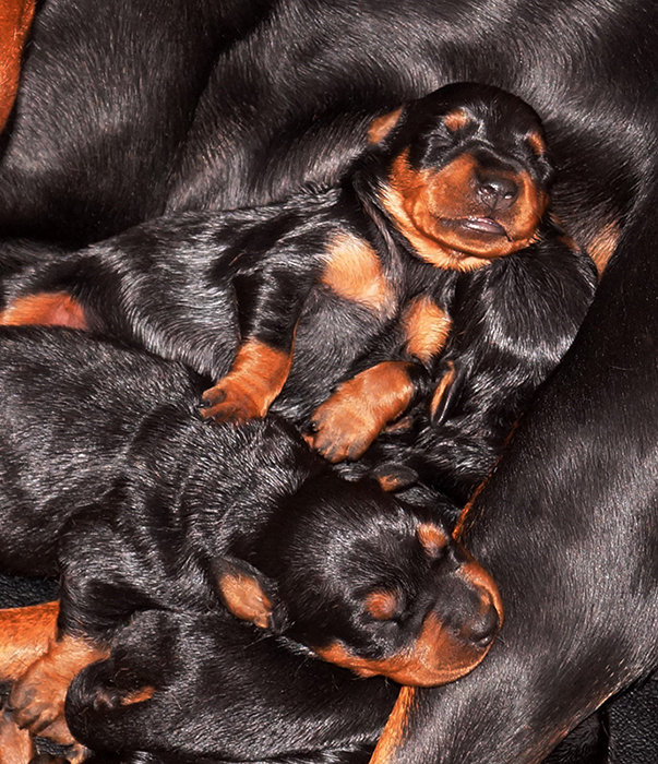 Pinscher * Xélanc Young Yezzie med Xlanc Kindly K kull * 1 vecka